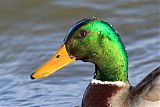 Mallard